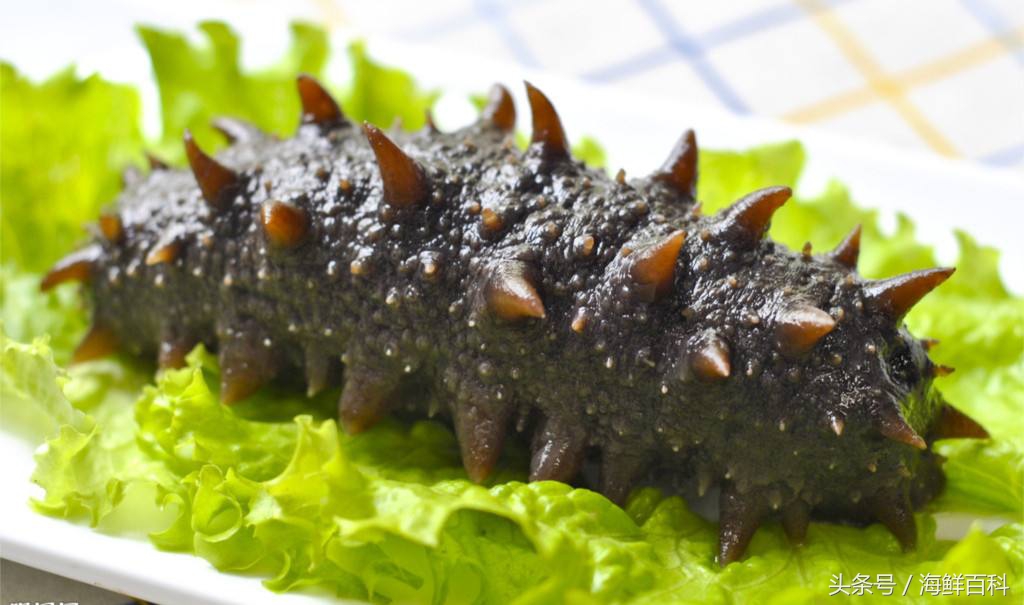海参知识百科海参的功效与作用海参怎么吃最营养