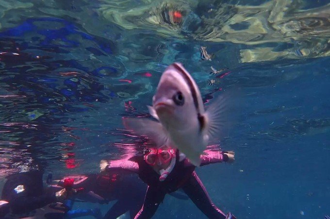 看鲨鱼，玩泥巴，看男人穿婚纱，带你看不一样的帕劳