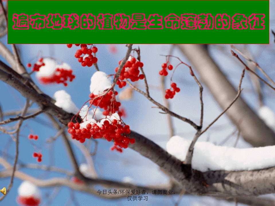 认识植物从身边开始,认识植物的根茎叶各个部分