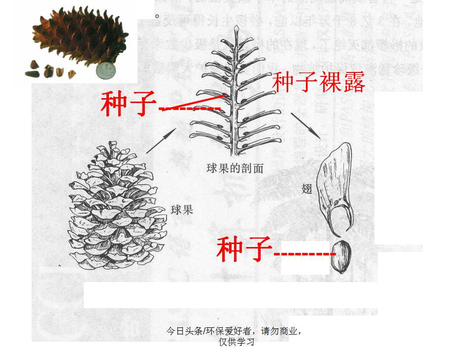 认识植物从身边开始,认识植物的根茎叶各个部分