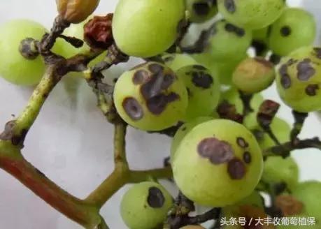 葡萄果实褐色怎么回事,葡萄花梗变褐色什么原因
