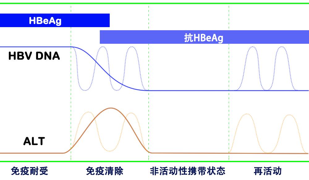 乙肝小三阳会传染吗还能活多久,乙肝如果不治疗会怎样