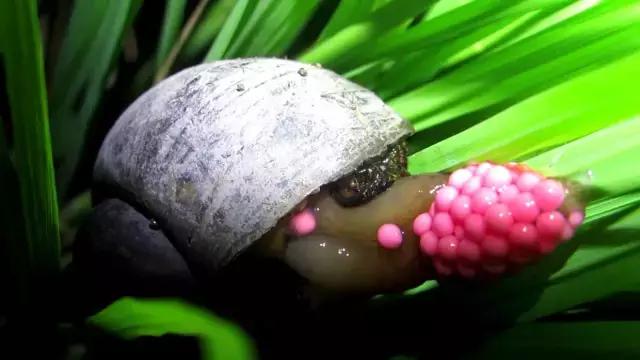 田螺吃中毒,爆炒螺蛳中毒