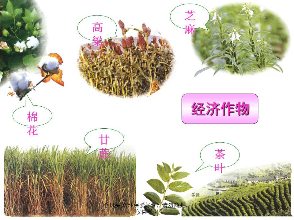 认识植物从身边开始,认识植物的根茎叶各个部分