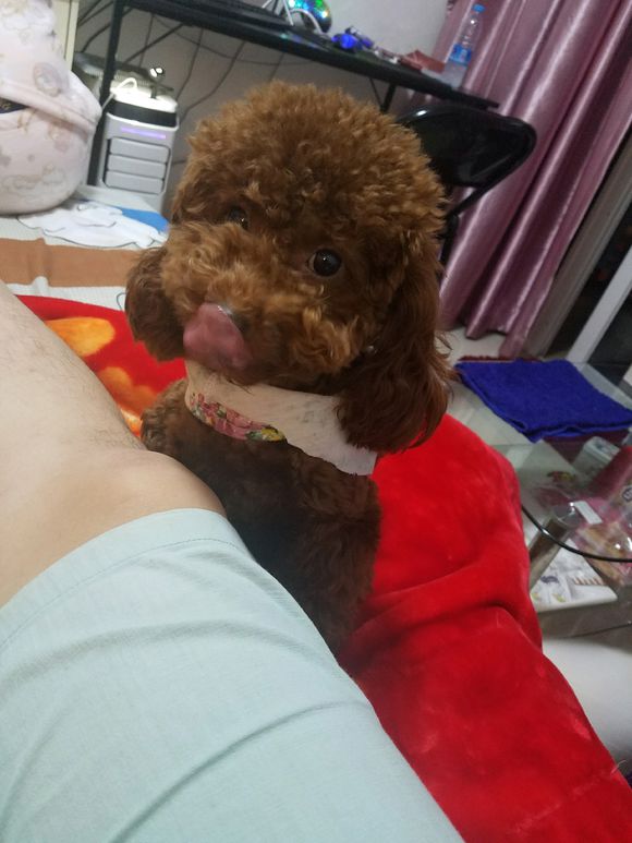 4个月博美欺负泰迪,博美欺负泰迪视频