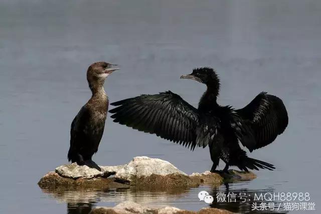 动物百科视频大全40分钟,动物百科第一期鸟类
