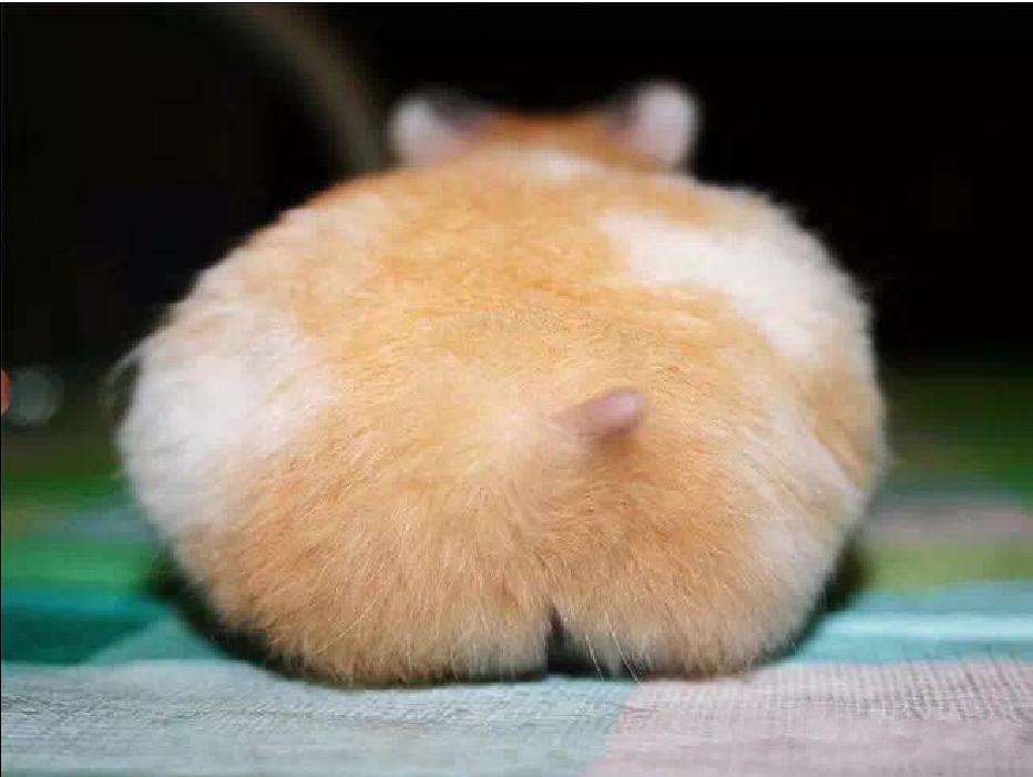 可爱的小仓鼠喜欢吃什么食物,养仓鼠仓鼠喜欢吃什么东西