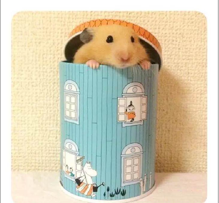 可爱的小仓鼠喜欢吃什么食物,养仓鼠仓鼠喜欢吃什么东西