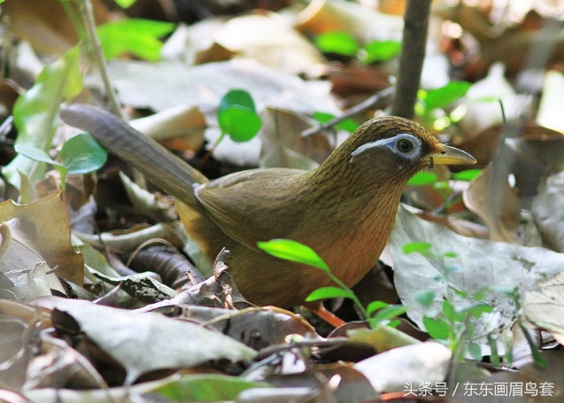 画眉鸟换毛期间喂什么活虫最好,画眉鸟换羽期要吃什么