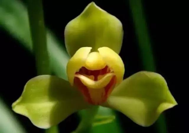 四季兰用什么盆栽最好看,四季兰花期养护