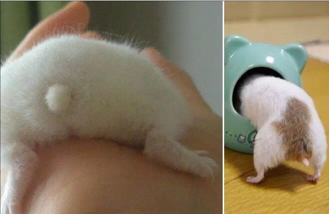 可爱的小仓鼠喜欢吃什么食物,养仓鼠仓鼠喜欢吃什么东西