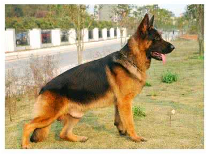 养杜高犬的技巧,杜高犬小时候该怎么养