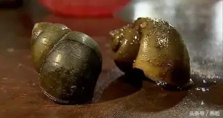 女子吃了福寿螺,吃田螺误吃福寿螺