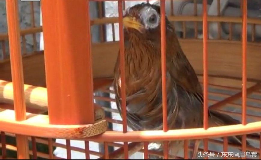 东东画眉鸟原毛讲解,换毛饲料画眉鸟