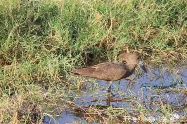 风动？树动？心动！致你，Kenya
