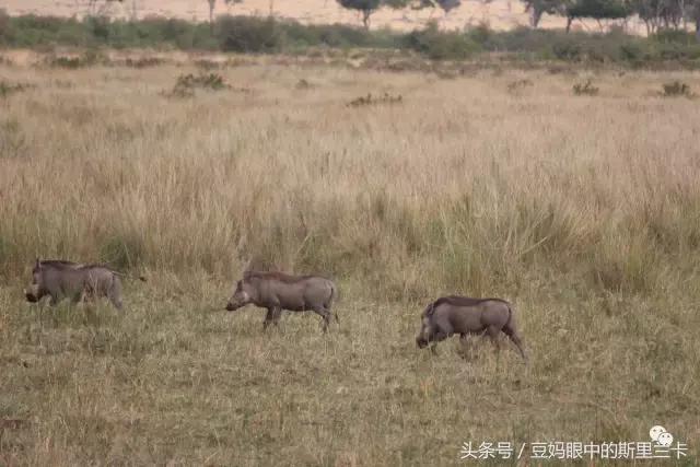 风动？树动？心动！致你，Kenya