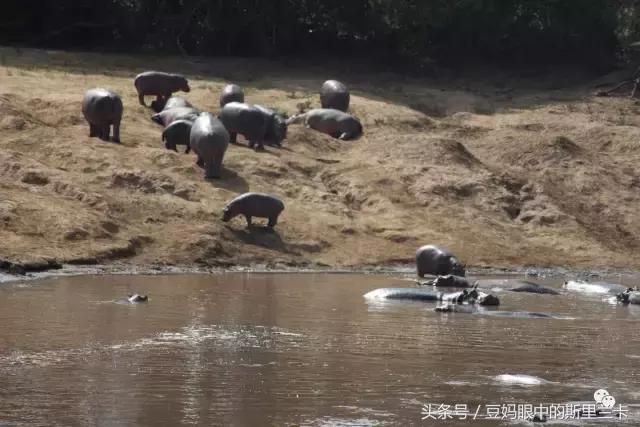 风动？树动？心动！致你，Kenya