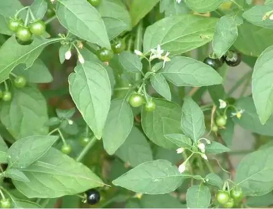常见中草药图片及讲解,身边常见的中草药功效大全