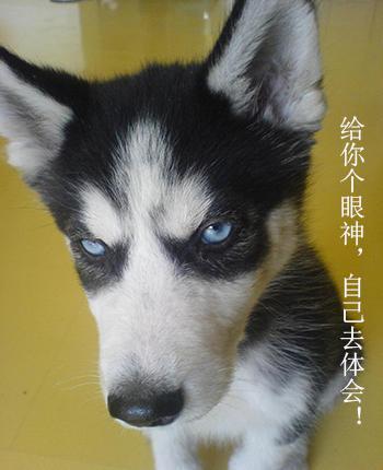 前天在路上看到一只狗被车撞,狗狗出车祸还能救吗