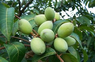 什么植物适合做手串,可以做手串的植物种子