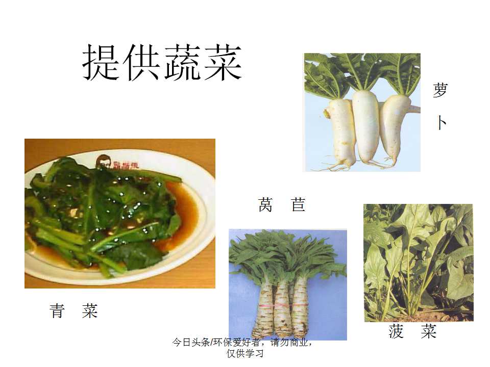 认识植物从身边开始,认识植物的根茎叶各个部分