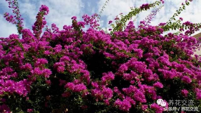 一个爱养花的家庭,一个爱花的院子