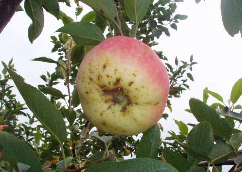 苹果有小斑点怎么解决,苹果手机小黑点怎么取消