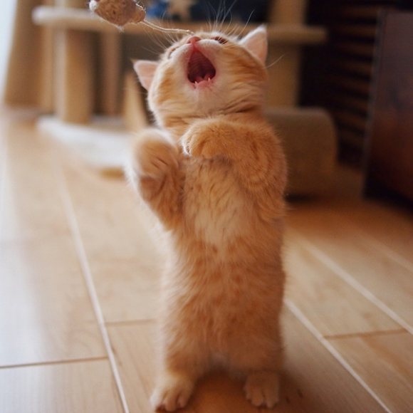 不要说我孤独,我还有猫