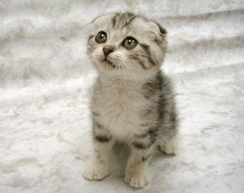 怎么防止猫跳上空调,怎样可以防止夏天猫咪吹空调