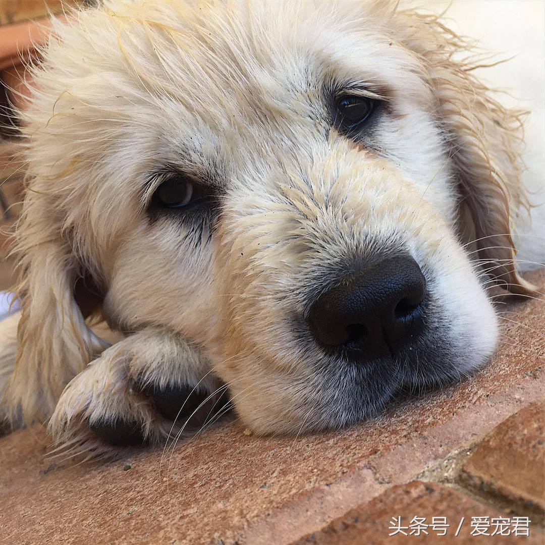 如何去除室内养宠物的异味,家中爱宠体味浓重清除宠物异味