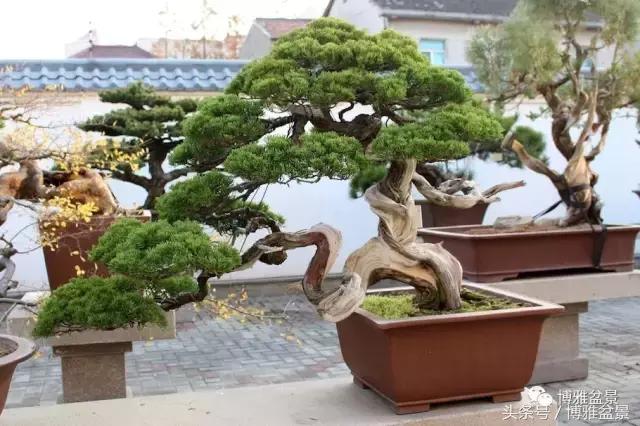 清逸园，一座闹中取静的“文人园林”