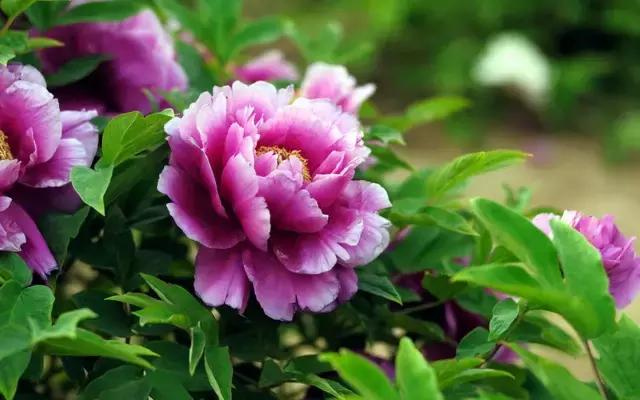 中国国花有什么样的品质,中国国花有什么品质