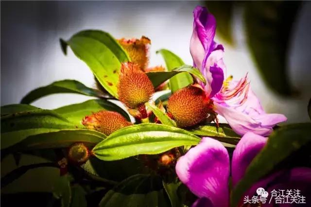 暴牙郎的功效与作用,暴牙郎功效与作用