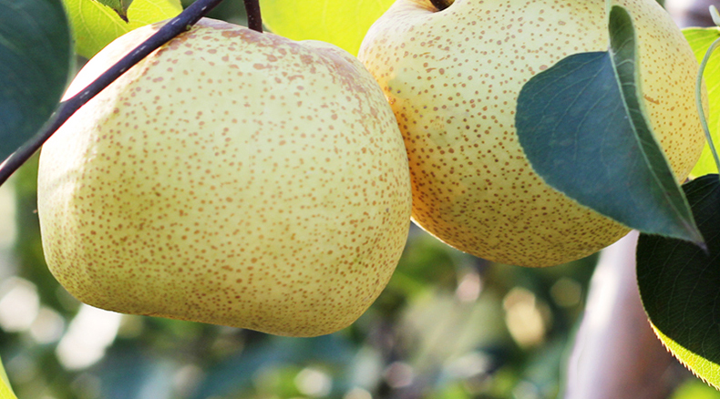 如何选梨甜又脆,买梨怎么挑最好的