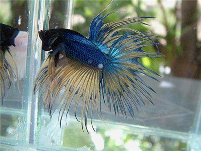 泰国斗鱼吃什么食物,泰国斗鱼喜欢吃什么饲料