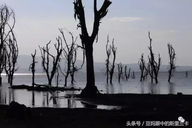 风动？树动？心动！致你，Kenya