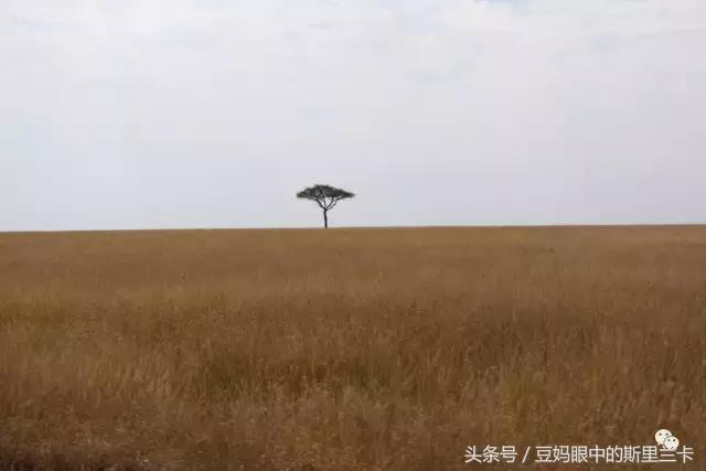 风动？树动？心动！致你，Kenya