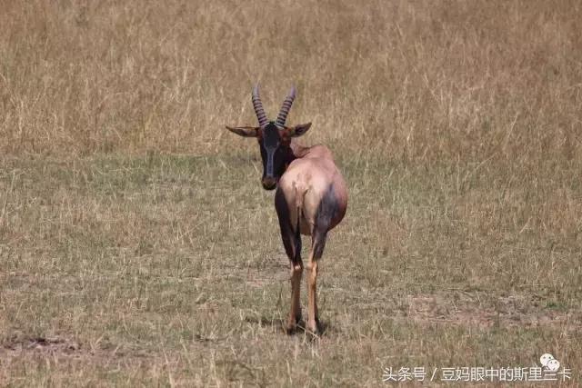 风动？树动？心动！致你，Kenya