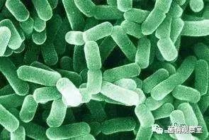 益生菌能不能帮助消炎,益生菌能修复细胞吗