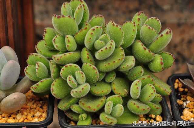 熊童子超级好看的多肉,熊爪多肉一枝怎么养活