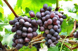 果树用膨大剂有效果吗,果树如何正确使用膨大剂