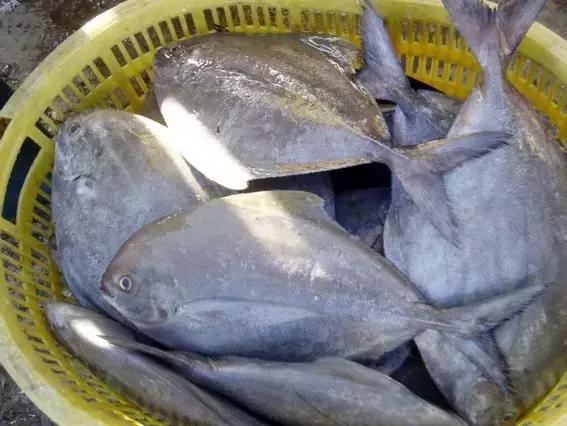 又到吃海蛎子的季节,又到了吃海鲜的季节生蚝