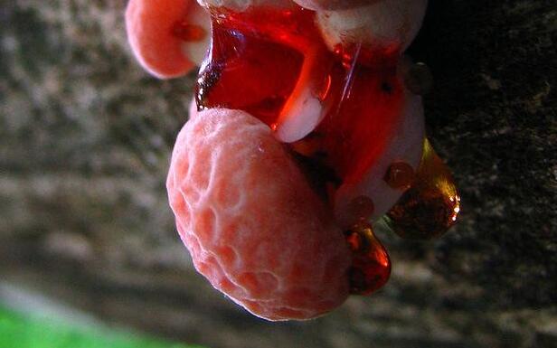 令人毛骨悚然的五种巨型生物,最稀有的10种菌类