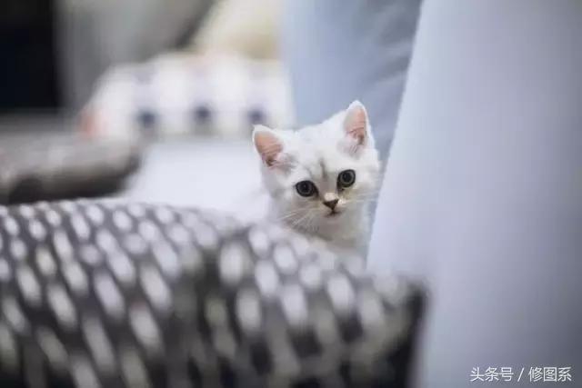 修图师会用哪些修图软件,修图师都用ps么