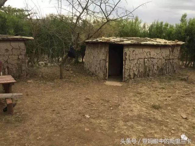 风动？树动？心动！致你，Kenya