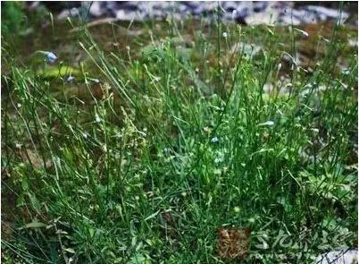 常见中草药图片及讲解,身边常见的中草药功效大全