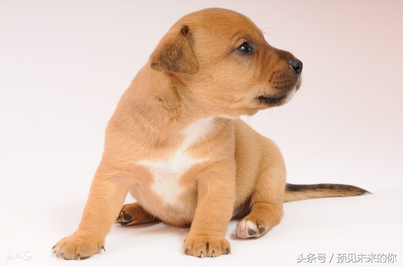 属狗的人未来命好不好,属狗人2026年的运程