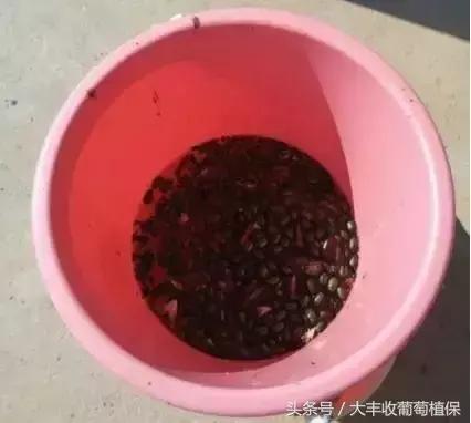 葡萄园挖土时，发现这种白色肉虫，一定要重视