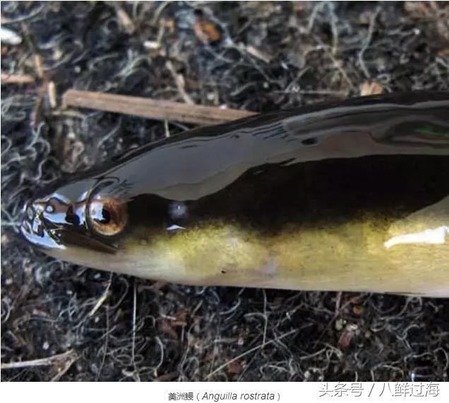 从鳗鱼的智慧说再到成为日本人餐桌上的料理食材！