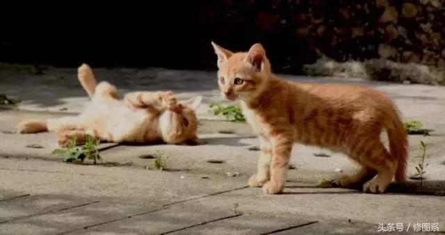 修图师会用哪些修图软件,修图师都用ps么